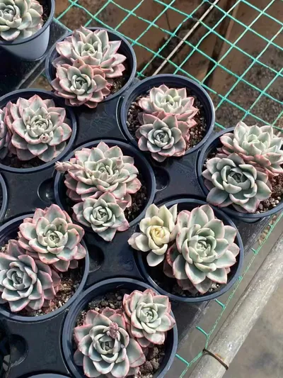 Cream Yellow Peach Variegated Twin-head — photo 3 of 4