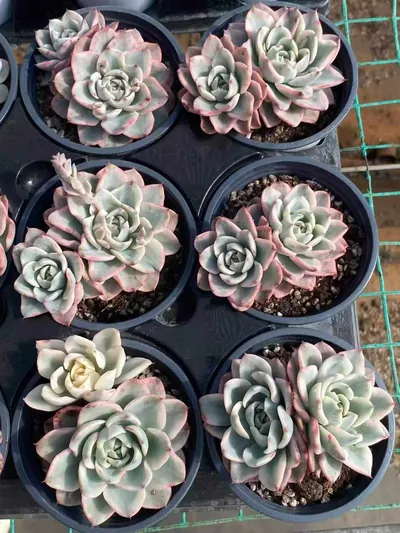 Cream Yellow Peach Variegated Twin-head — photo 4 of 4
