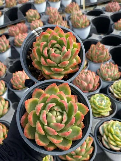 Crystal Jenny — wholesale Echeveria from Yunnan, China