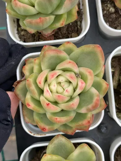 Crystal Jenny Variegated — photo 2 of 6