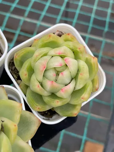 Crystal Jenny Variegated — photo 3 of 6