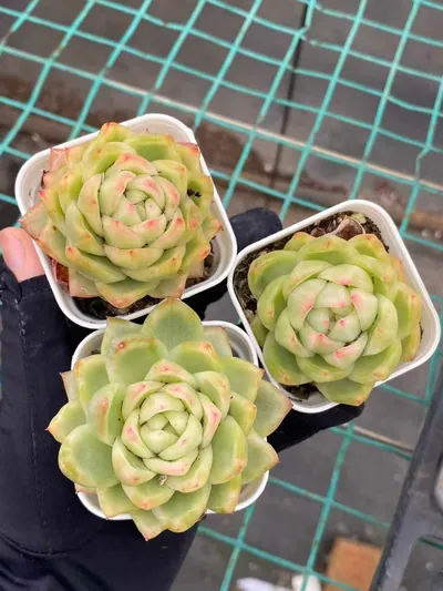 Crystal Jenny Variegated — photo 4 of 6
