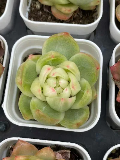 Crystal Jenny Variegated — photo 5 of 6