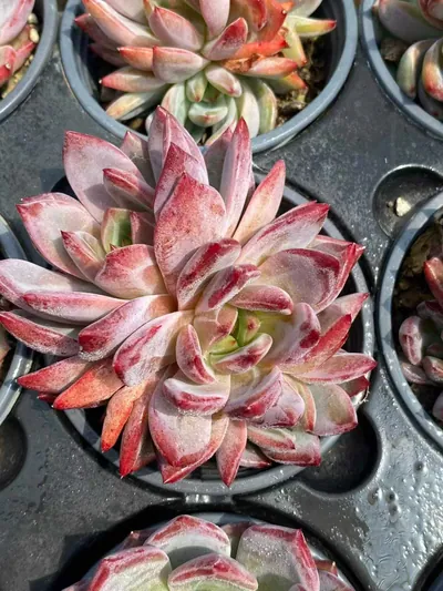 Daredevil Cluster — wholesale Echeveria from Yunnan, China