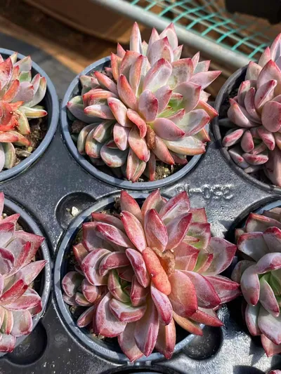 Daredevil Cluster — photo 4 of 6
