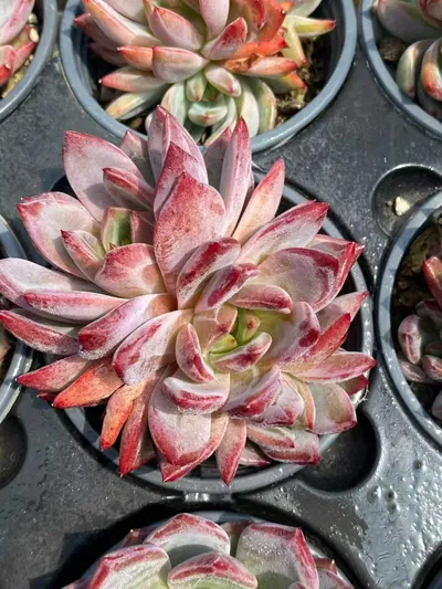 Daredevil Cluster — photo 5 of 6