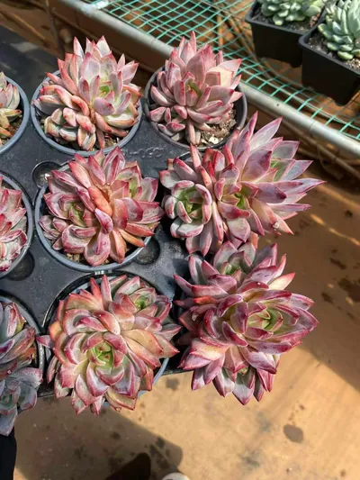 Daredevil Cluster — photo 6 of 6
