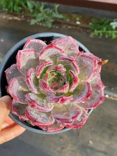 Echeveria Daredevil Single succulent — wholesale export from Yunnan, China