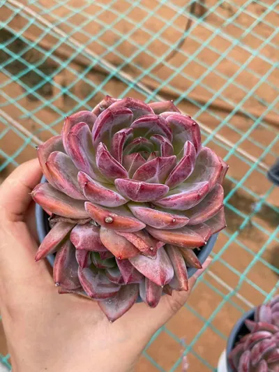Echeveria Daredevil Single w/ Offsets succulent — wholesale export from Yunnan, China