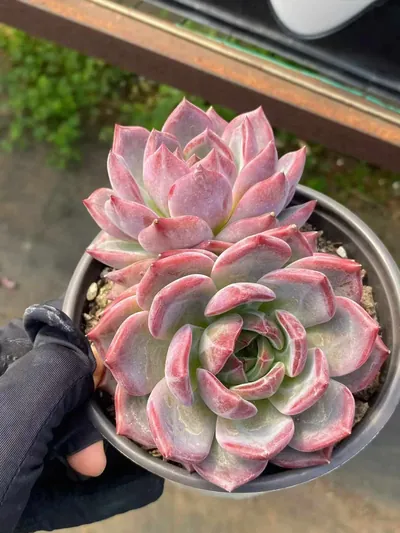 Daredevil Twin-head — wholesale Echeveria from Yunnan, China