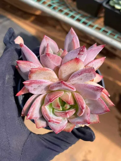 Echeveria Daredevil Twin-head succulent — wholesale export from Yunnan, China