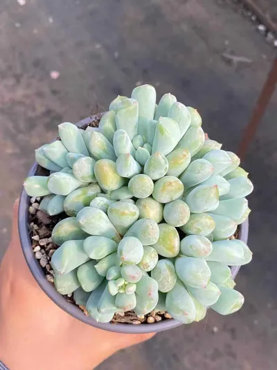 Dark Frost Cluster — photo 2 of 6
