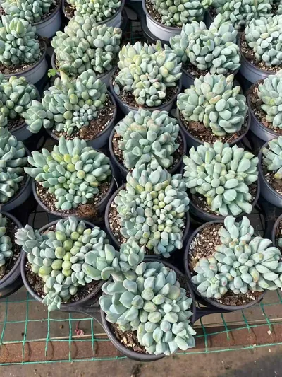 Dark Frost Cluster — photo 3 of 6