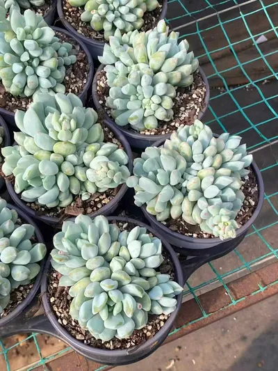 Dark Frost Cluster — photo 4 of 6
