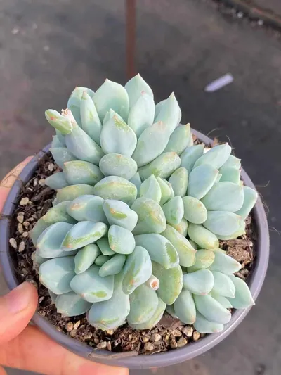 Echeveria Dark Frost Cluster succulent — wholesale export from Yunnan, China