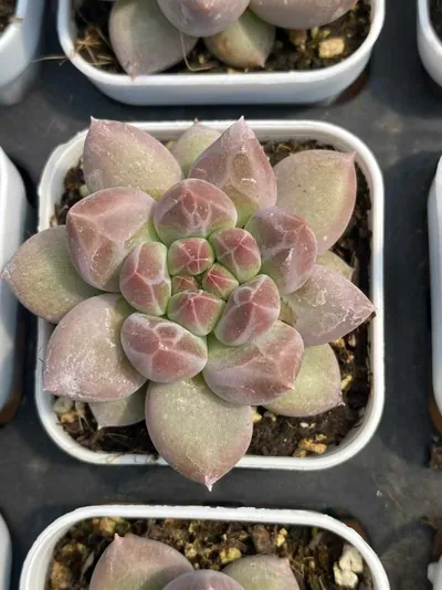Dark-veined Crystal Ball — wholesale Echeveria from Yunnan, China