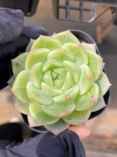 Echeveria Dark-veined Wheat Straw succulent — wholesale export from Yunnan, China