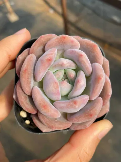 Echeveria Dawn Light succulent — wholesale export from Yunnan, China