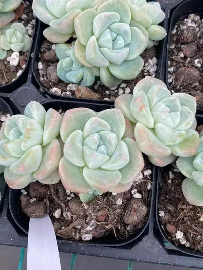 Deep Dream Cluster — wholesale Echeveria from Yunnan, China