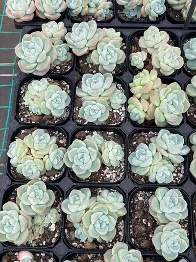 Deep Dream Cluster — photo 4 of 6