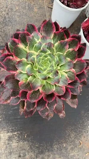 Aeonium Aeonium 'Devil's Eye' Large Single succulent — wholesale export from Yunnan, China