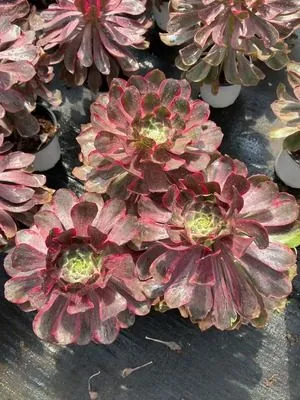Aeonium 'Devil's Eye' Single — wholesale Aeonium from Yunnan, China