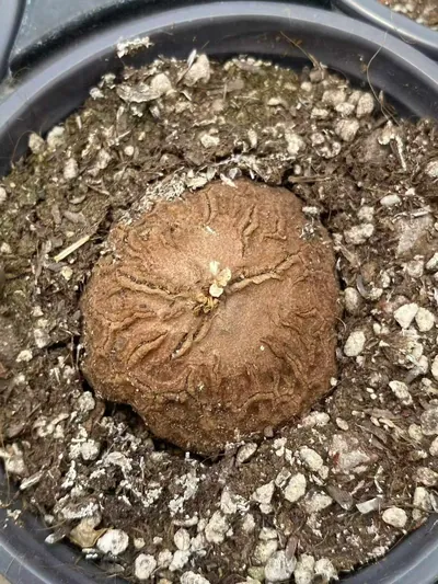 Dioscorea elephantipes — photo 2 of 6