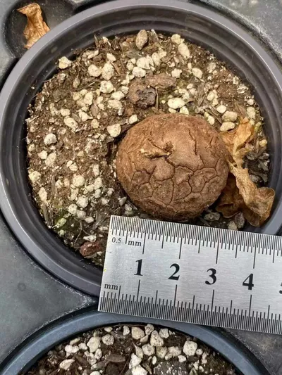 Dioscorea elephantipes — photo 3 of 6