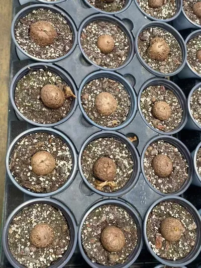 Dioscorea elephantipes — photo 4 of 6