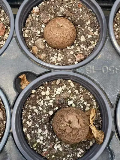 Dioscorea elephantipes — photo 5 of 6