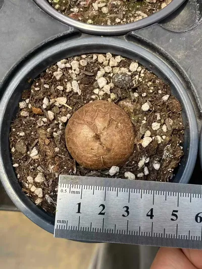 Dioscorea elephantipes — photo 6 of 6