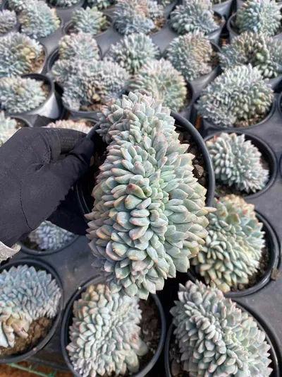 Dream Crested — photo 2 of 6