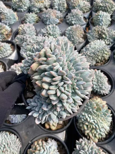 Dream Crested — photo 4 of 6