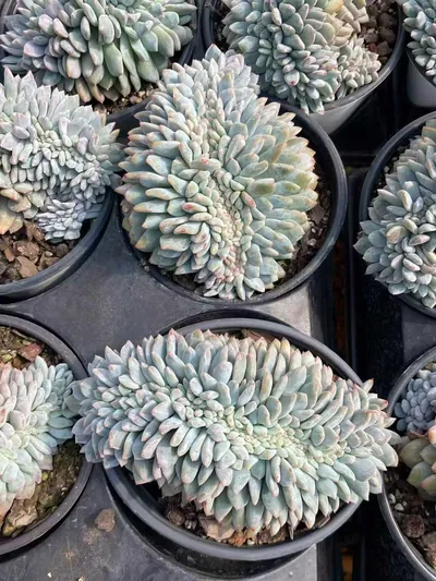 Dream Crested — photo 5 of 6