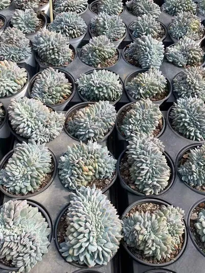 Dream Crested — photo 6 of 6