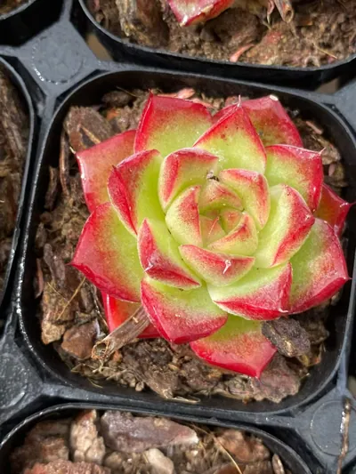 Dream Queen — wholesale Echeveria from Yunnan, China