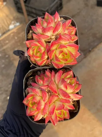 Dream Queen Cluster — photo 2 of 2