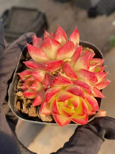 Echeveria Dream Queen Cluster succulent — wholesale export from Yunnan, China