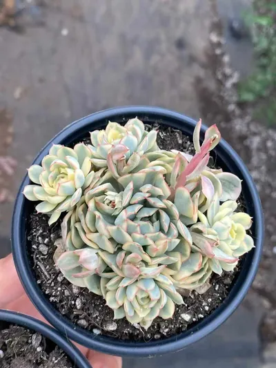 Dreamy Rose Variegated Cluster — photo 2 of 4