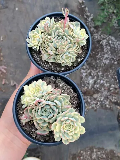 Dreamy Rose Variegated Cluster — photo 4 of 4