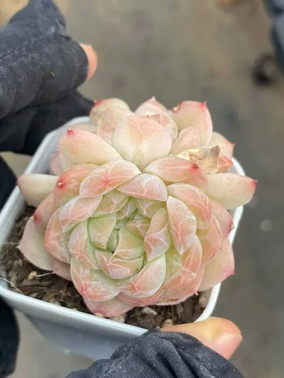 Drunken Blush M-36 Cluster — wholesale Echeveria from Yunnan, China