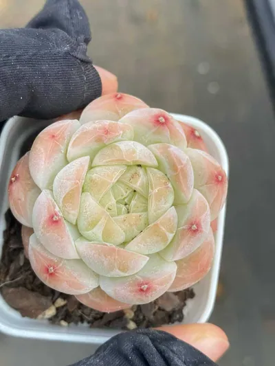 Echeveria Drunken Blush M-36 succulent — wholesale export from Yunnan, China