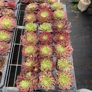 Aeonium Aeonium 'Earl's Pride' Plug Tray succulent — wholesale export from Yunnan, China