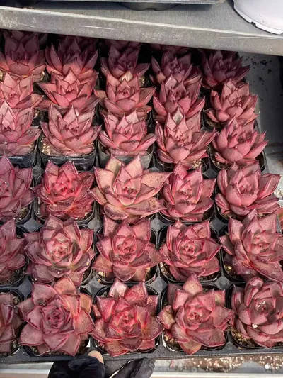 Echeveria agavoides 'Romeo' — photo 2 of 6