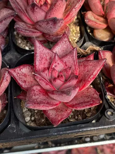 Echeveria agavoides 'Romeo' — photo 3 of 6