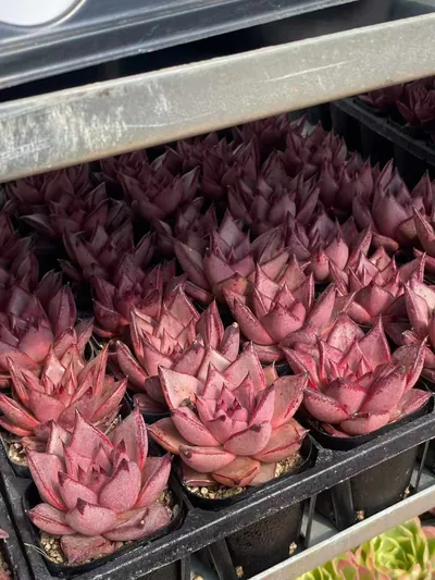 Echeveria agavoides 'Romeo' — photo 4 of 6