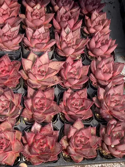 Echeveria agavoides 'Romeo' — photo 5 of 6