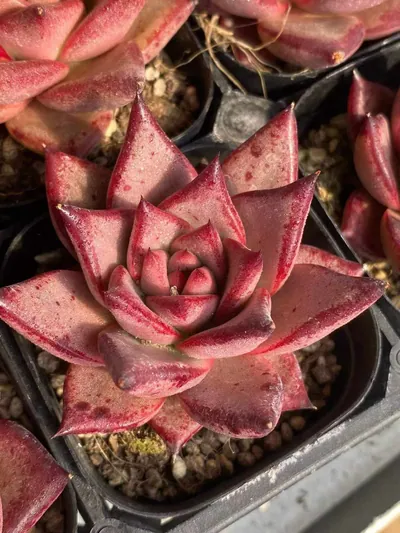 Echeveria agavoides 'Romeo' — photo 6 of 6