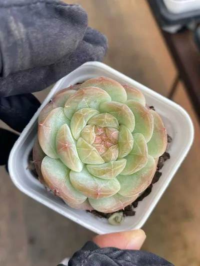 Echeveria 'Barbie' — wholesale Echeveria from Yunnan, China