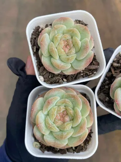 Echeveria 'Barbie' — photo 2 of 3